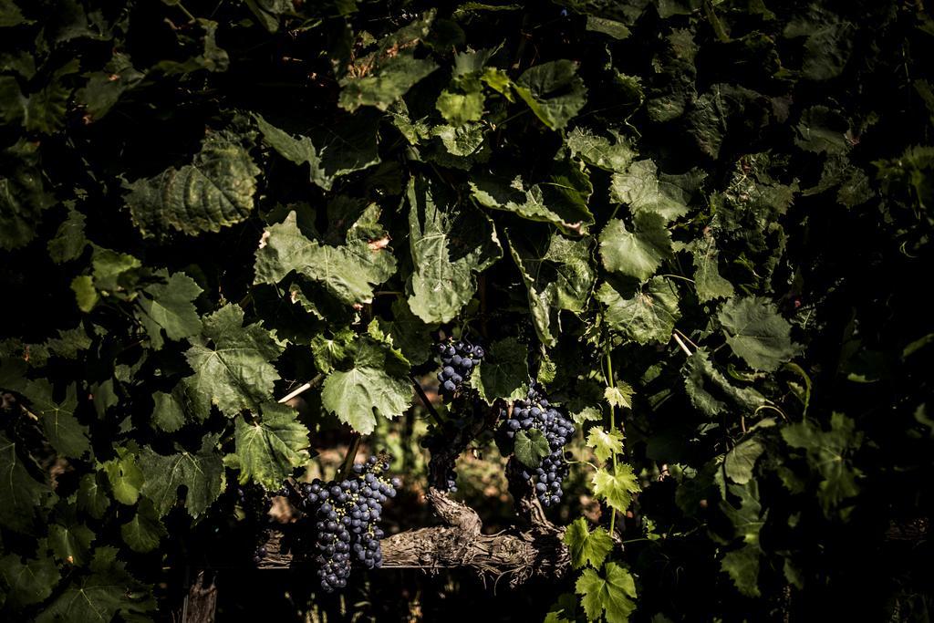 Agriturismo Il Giriatello 克罗托内 外观 照片