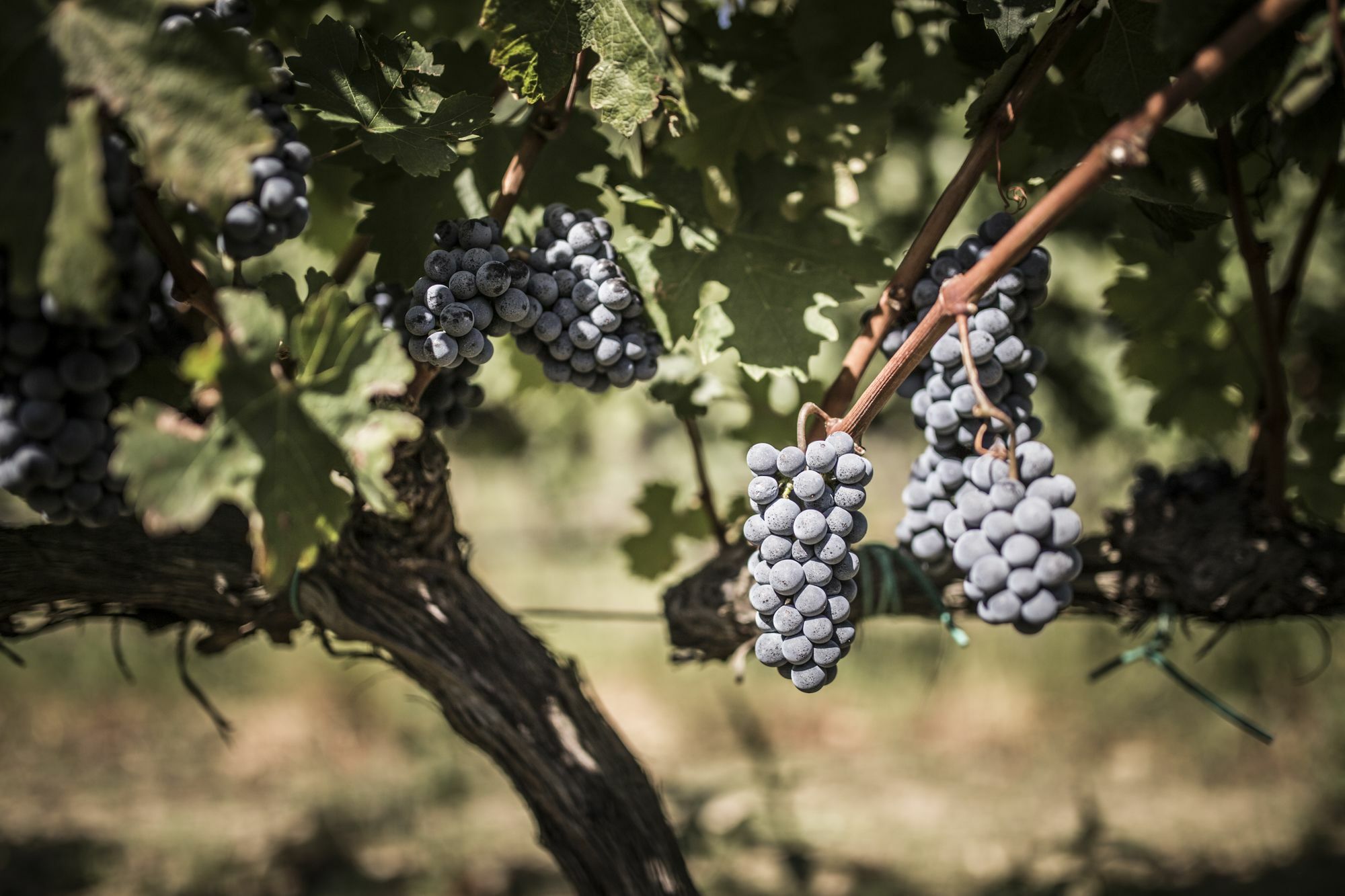 Agriturismo Il Giriatello 克罗托内 外观 照片
